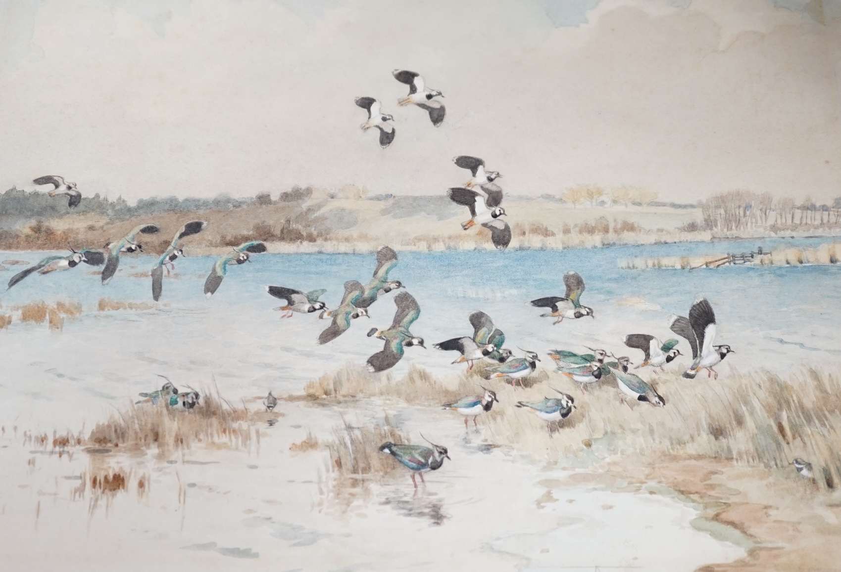 Winifred Austen (1876-1964), watercolour on card, lapwings in flight, signed with monogram, unframed, 28 x 39cm. Condition - fair